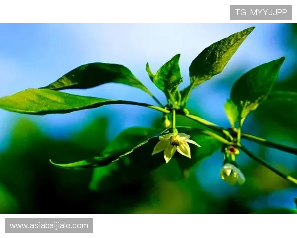 探索ag旗舰app的核心功能与使用技巧全方位指南